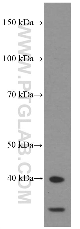 WB analysis of HepG2 using 60064-1-Ig