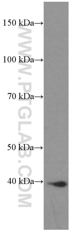 Western Blot (WB) analysis of L02 cells using HDGF Monoclonal antibody (60064-1-Ig)