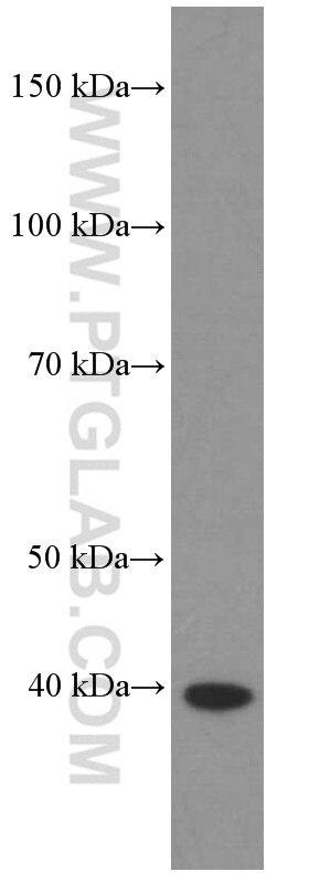 Western Blot (WB) analysis of SMMC-7721 cells using HDGF Monoclonal antibody (60064-1-Ig)