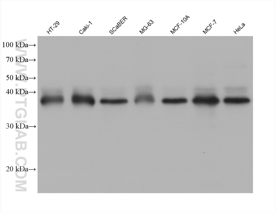 WB analysis using 60064-2-Ig (same clone as 60064-2-PBS) Western Blot (WB) analysis of various lysates using HDGF Monoclonal antibody (60064-2-Ig)