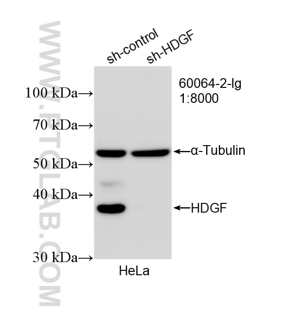 WB analysis of HeLa using 60064-2-Ig (same clone as 60064-2-PBS) Western Blot (WB) analysis of HeLa cells using HDGF Monoclonal antibody (60064-2-Ig)