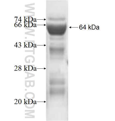 HDGF2 fusion protein Ag7281 SDS-PAGE