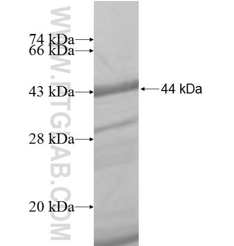 HDGF2 fusion protein Ag7911 SDS-PAGE