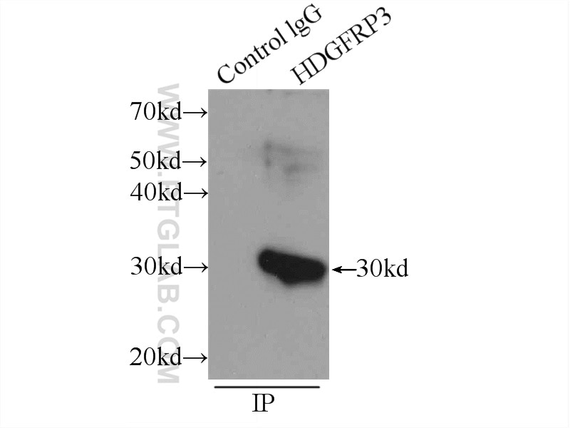 Immunoprecipitation (IP) experiment of mouse testis tissue using HDGFRP3 Polyclonal antibody (12380-1-AP)