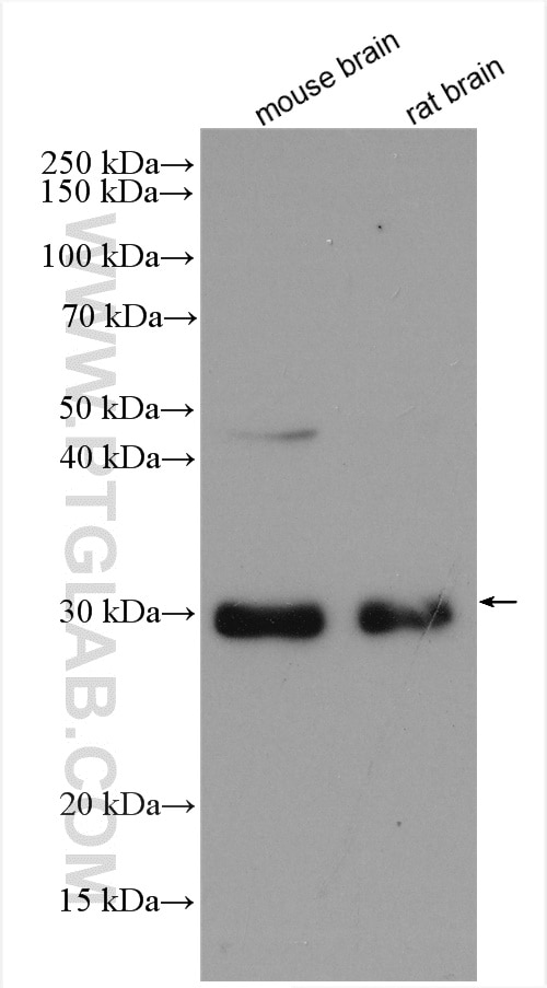 Western Blot (WB) analysis of various lysates using HDGFRP3 Polyclonal antibody (12380-1-AP)