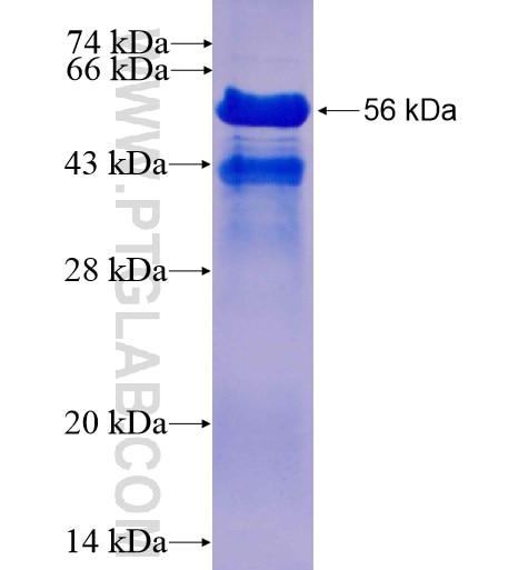 HDGFRP3 fusion protein Ag3046 SDS-PAGE