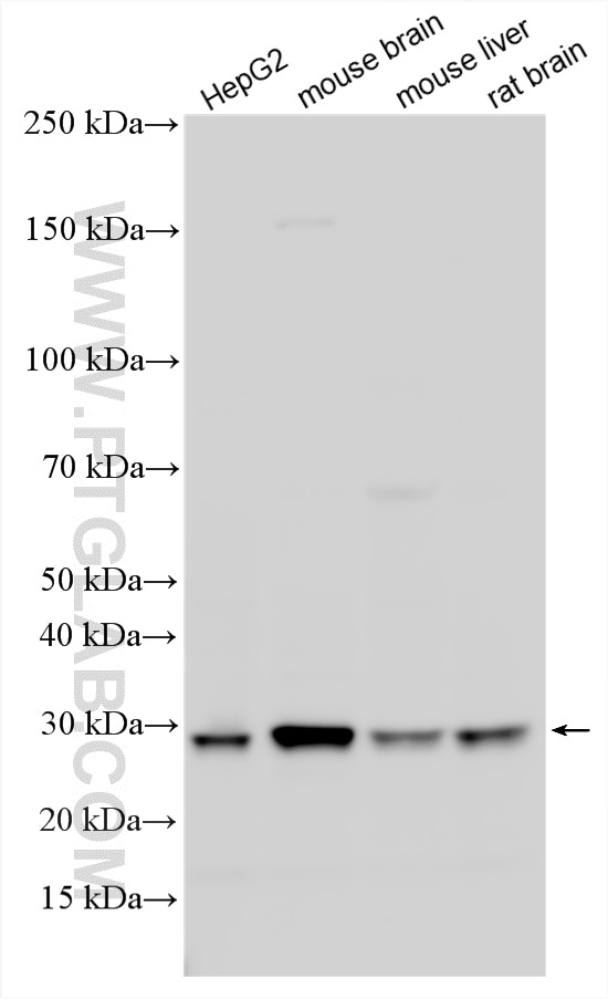 Western Blot (WB) analysis of various lysates using HDHD2 Polyclonal antibody (26147-1-AP)