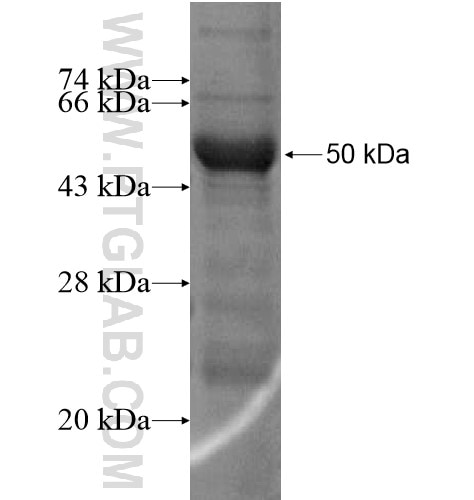 HDHD3 fusion protein Ag14698 SDS-PAGE