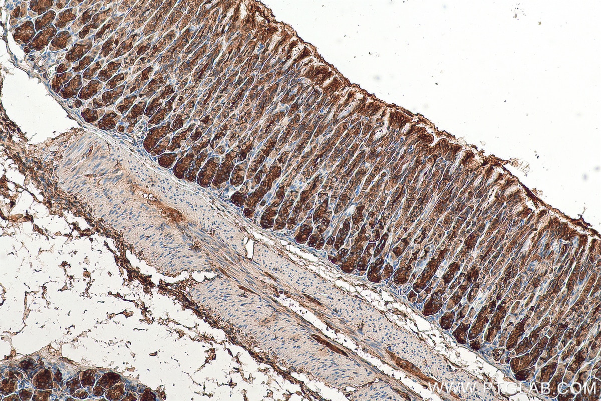 Immunohistochemistry (IHC) staining of mouse stomach tissue using HDLBP Polyclonal antibody (15406-1-AP)
