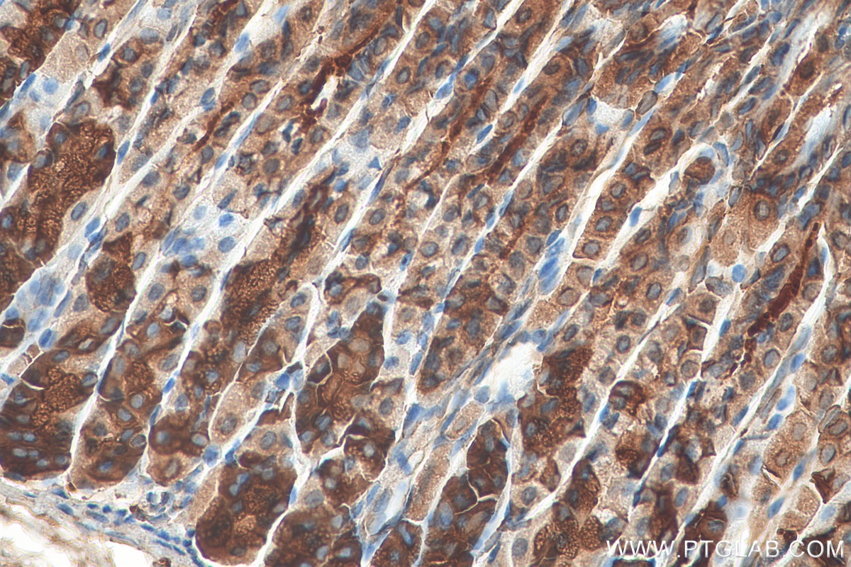 Immunohistochemistry (IHC) staining of mouse stomach tissue using HDLBP Polyclonal antibody (15406-1-AP)