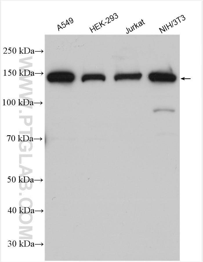 Western Blot (WB) analysis of various lysates using HDLBP Polyclonal antibody (15406-1-AP)