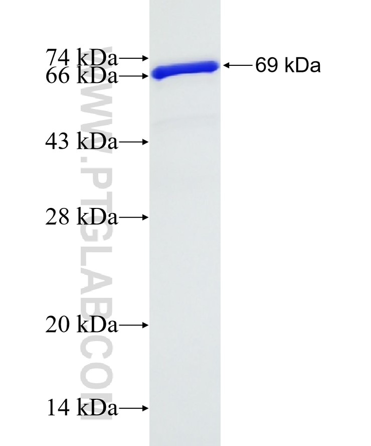 HDLBP fusion protein Ag7666 SDS-PAGE