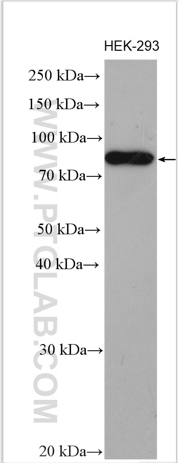 Western Blot (WB) analysis of various lysates using HEATR2 Polyclonal antibody (24578-1-AP)