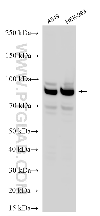 Western Blot (WB) analysis of various lysates using HEATR2 Polyclonal antibody (24578-1-AP)