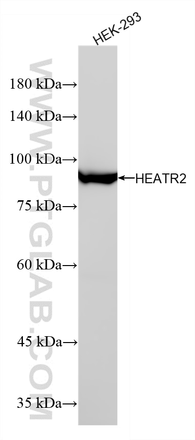 WB analysis of HEK-293 using 87423-1-RR (same clone as 87423-1-PBS) Western Blot (WB) analysis of HEK-293 cells using HEATR2 Recombinant monoclonal antibody (87423-1-RR)