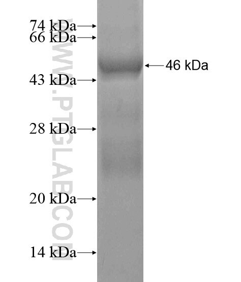 HEATR2 fusion protein Ag20080 SDS-PAGE