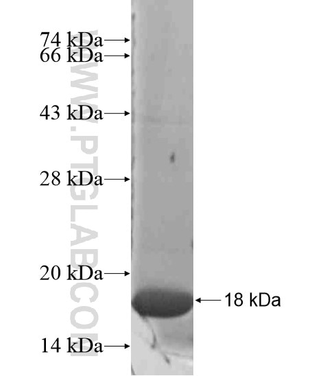 HEATR2 fusion protein Ag20146 SDS-PAGE