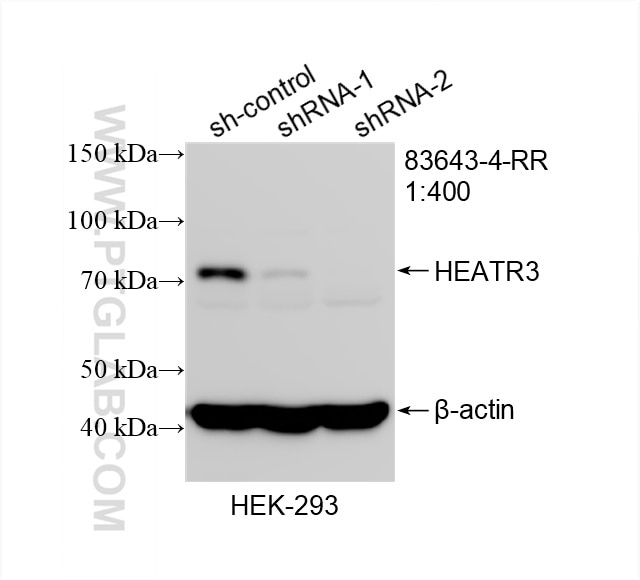 Western Blot (WB) analysis of HEK-293 cells using HEATR3 Recombinant antibody (83643-4-RR)