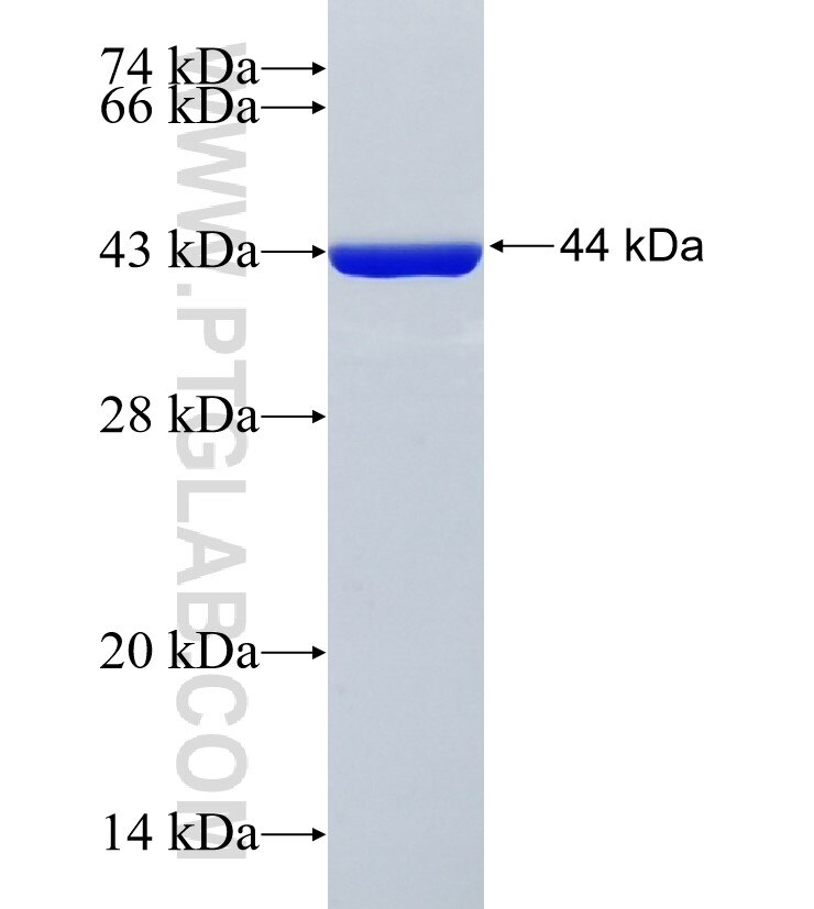 HEATR3 fusion protein Ag26328 SDS-PAGE