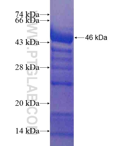 HEATR4 fusion protein Ag21056 SDS-PAGE