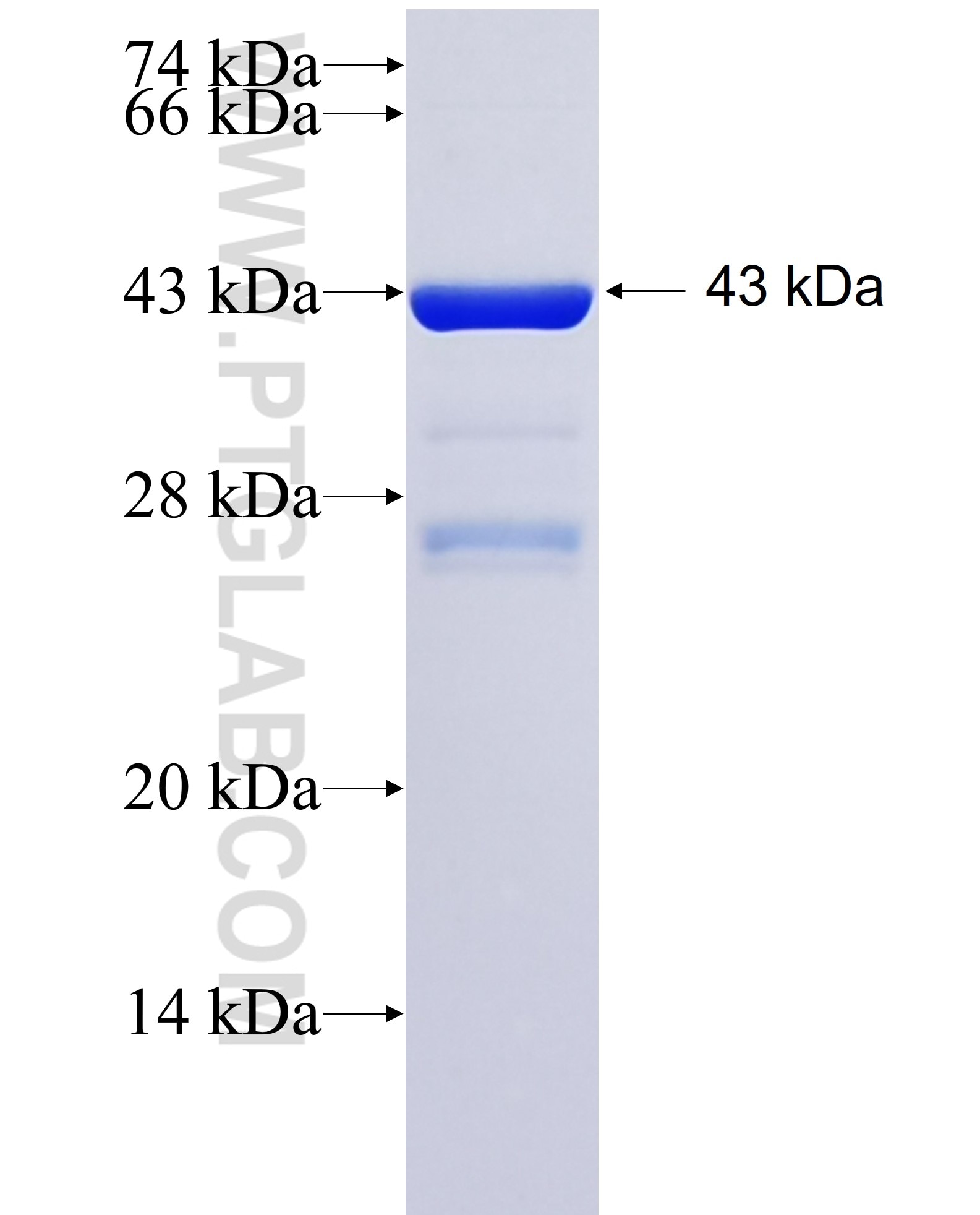 HEATR5B fusion protein Ag36352 SDS-PAGE