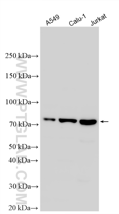 WB analysis using 34152-1-AP Western Blot (WB) analysis of various lysates using HEATR9 Polyclonal antibody (34152-1-AP)