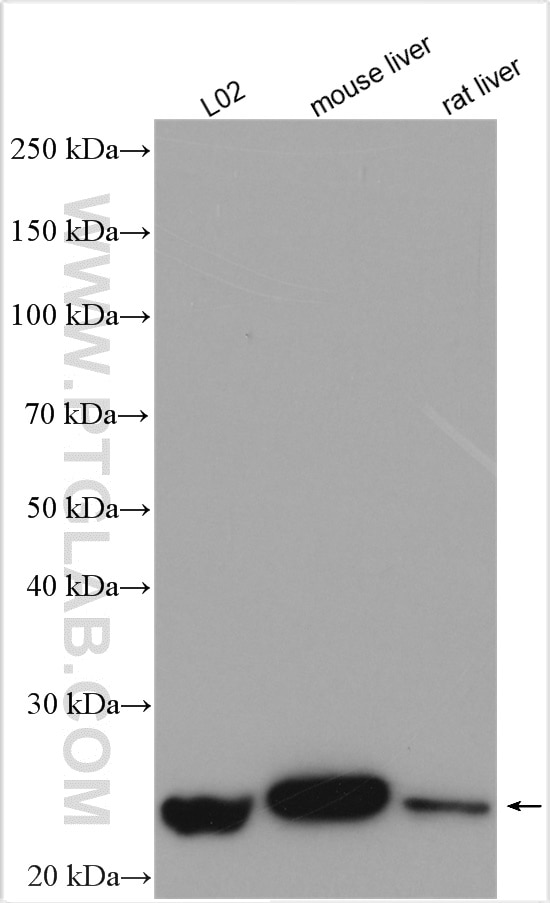 Western Blot (WB) analysis of various lysates using HEBP1 Polyclonal antibody (16842-1-AP)