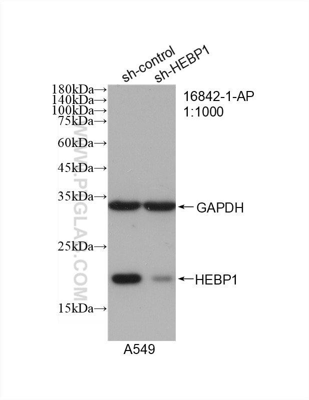 Western Blot (WB) analysis of A549 cells using HEBP1 Polyclonal antibody (16842-1-AP)