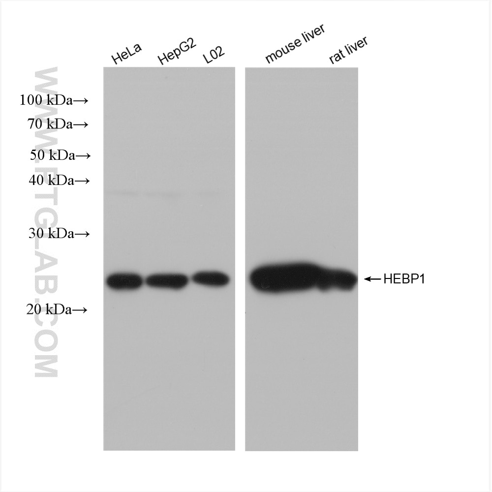 Western Blot (WB) analysis of various lysates using HEBP1 Recombinant antibody (82950-1-RR)