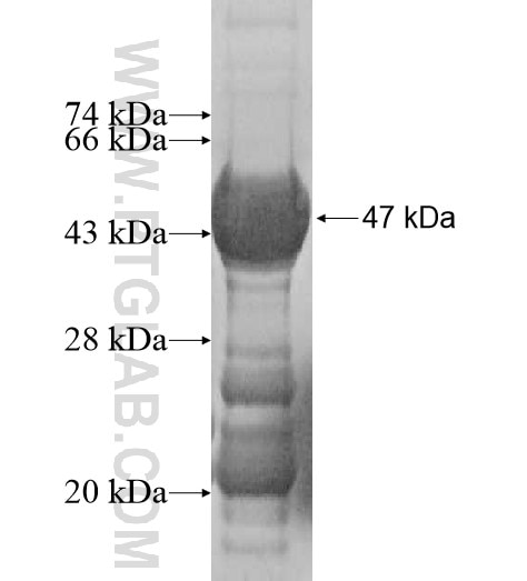 HEBP1 fusion protein Ag10538 SDS-PAGE