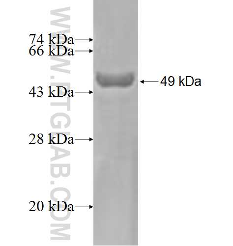 HEBP2 fusion protein Ag3387 SDS-PAGE