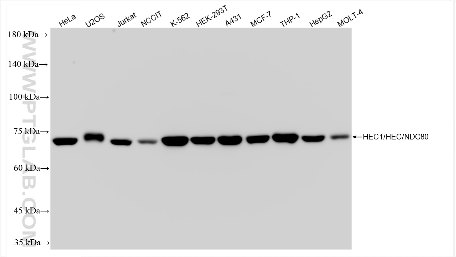 Western Blot (WB) analysis of various lysates using HEC1/HEC/NDC80 Recombinant antibody (83859-1-RR)