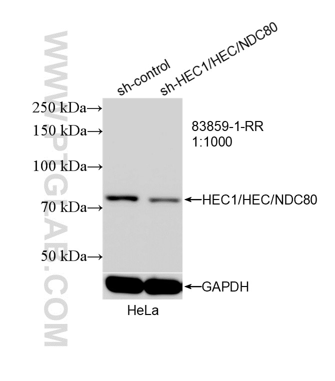 WB analysis of HeLa using 83859-1-RR (same clone as 83859-1-PBS) Western Blot (WB) analysis of HeLa cells using HEC1/HEC/NDC80 Recombinant monoclonal antibody (83859-1-RR)