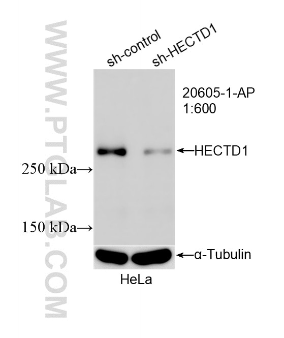 Western Blot (WB) analysis of HeLa cells using HECTD1 Polyclonal antibody (20605-1-AP)