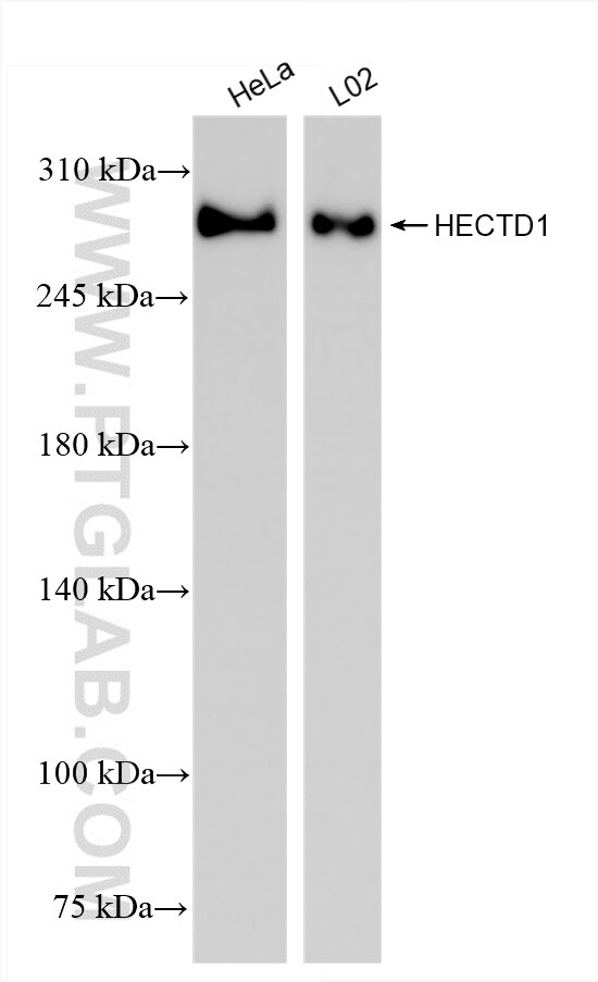 Western Blot (WB) analysis of various lysates using HECTD1 Recombinant antibody (84918-5-RR)