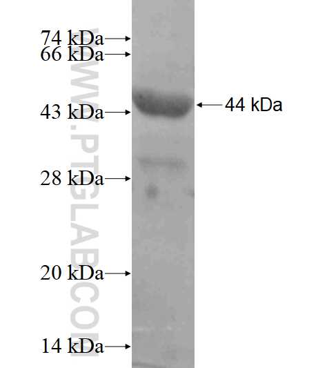 HECTD2 fusion protein Ag18360 SDS-PAGE