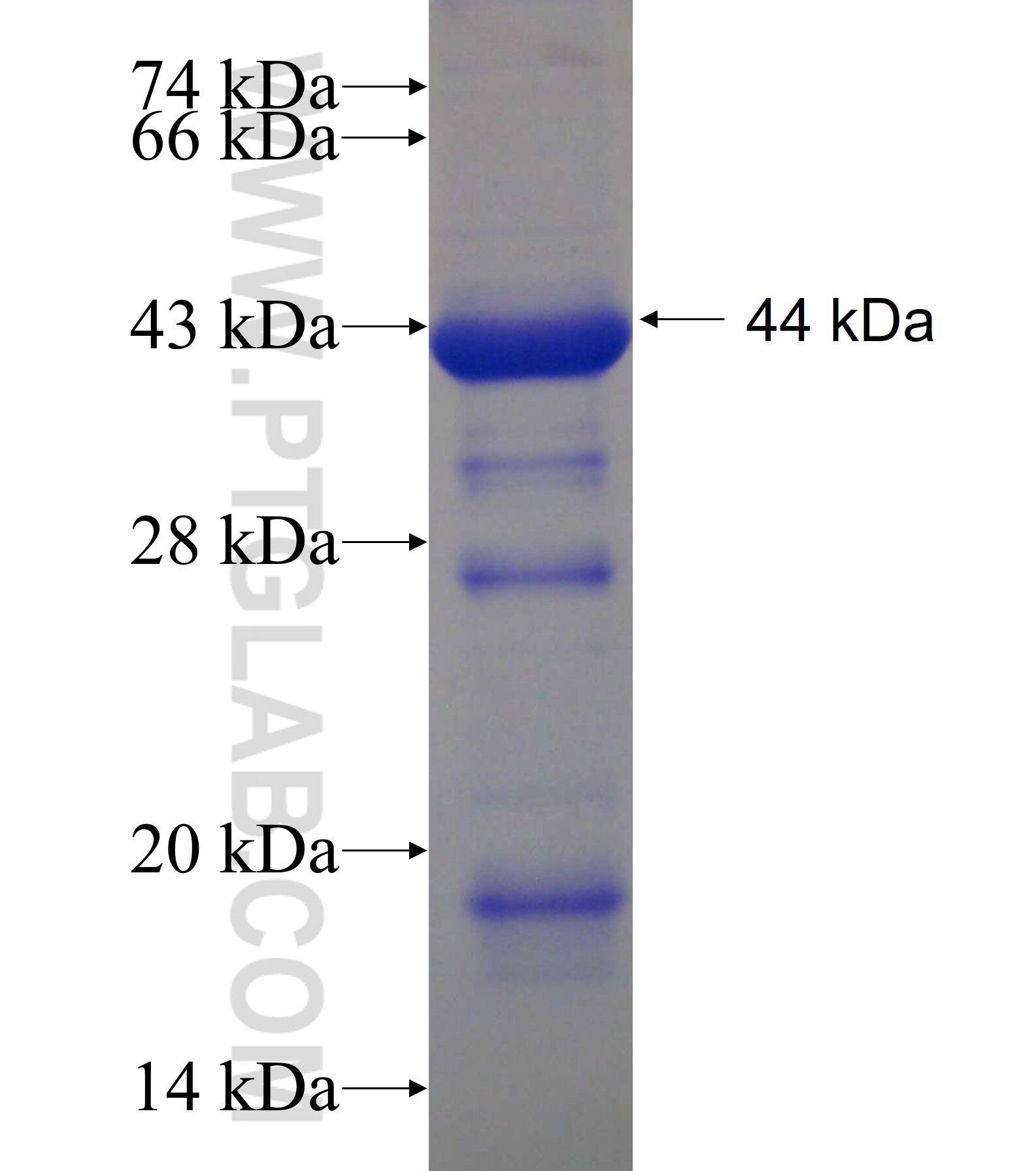 HECTD2 fusion protein Ag18360 SDS-PAGE