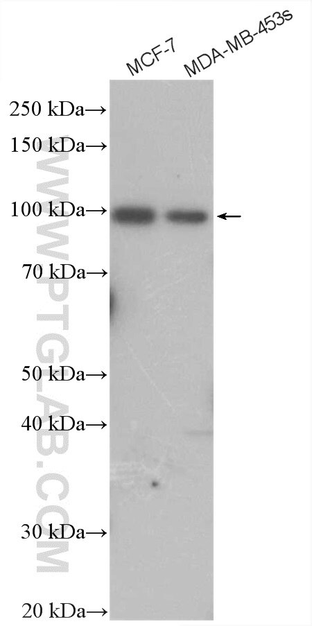 Western Blot (WB) analysis of various lysates using HECTD3 Polyclonal antibody (11487-1-AP)