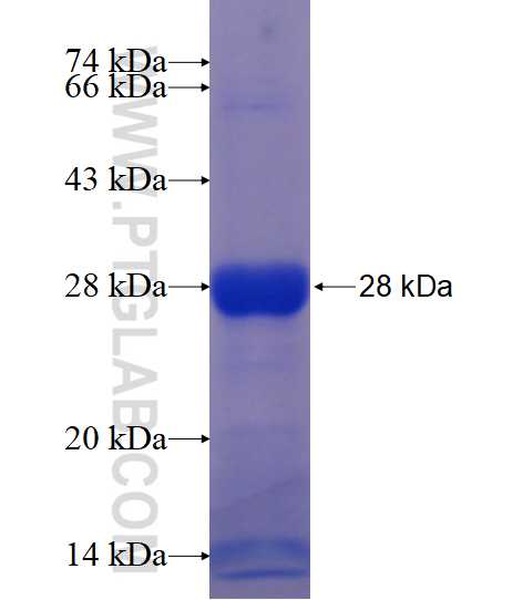 HECTD3 fusion protein Ag17783 SDS-PAGE