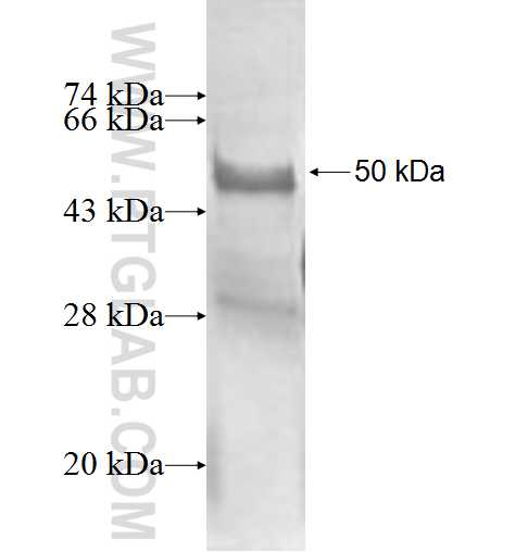 HECTD3 fusion protein Ag1998 SDS-PAGE