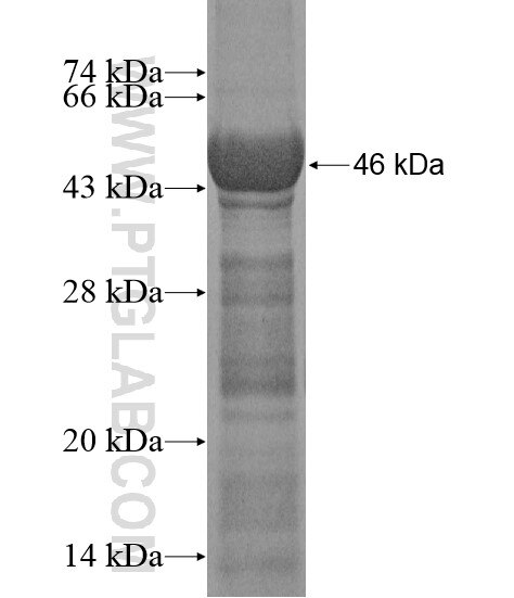 HECW1 fusion protein Ag20264 SDS-PAGE