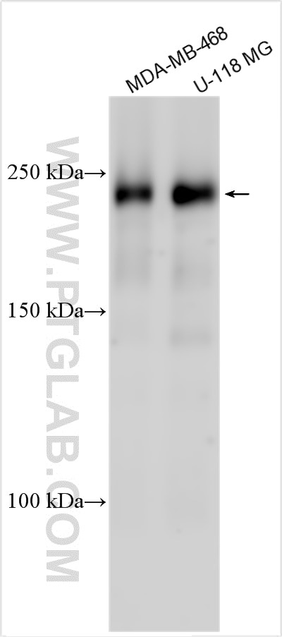 Western Blot (WB) analysis of various lysates using HECW2 Polyclonal antibody (32026-1-AP)