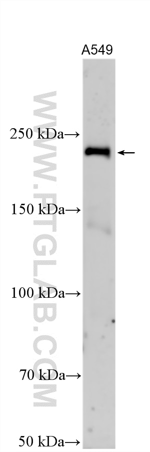 A549 cells lysate was subjected to SDS PAGE followed by western blot with 32026-1-AP (HECW2 antibody) at dilution of 1:500 incubated at room temperature for 1.5 hours. Western Blot (WB) analysis of various lysates using HECW2 Polyclonal antibody (32026-1-AP)