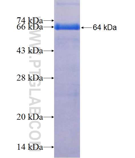 HELB fusion protein Ag20335 SDS-PAGE