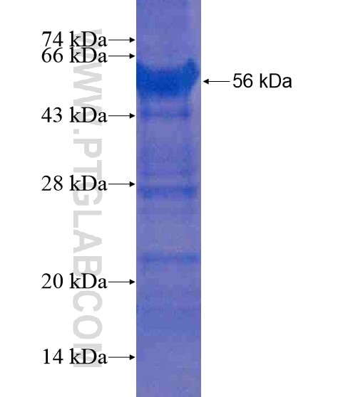 HELB fusion protein Ag20345 SDS-PAGE