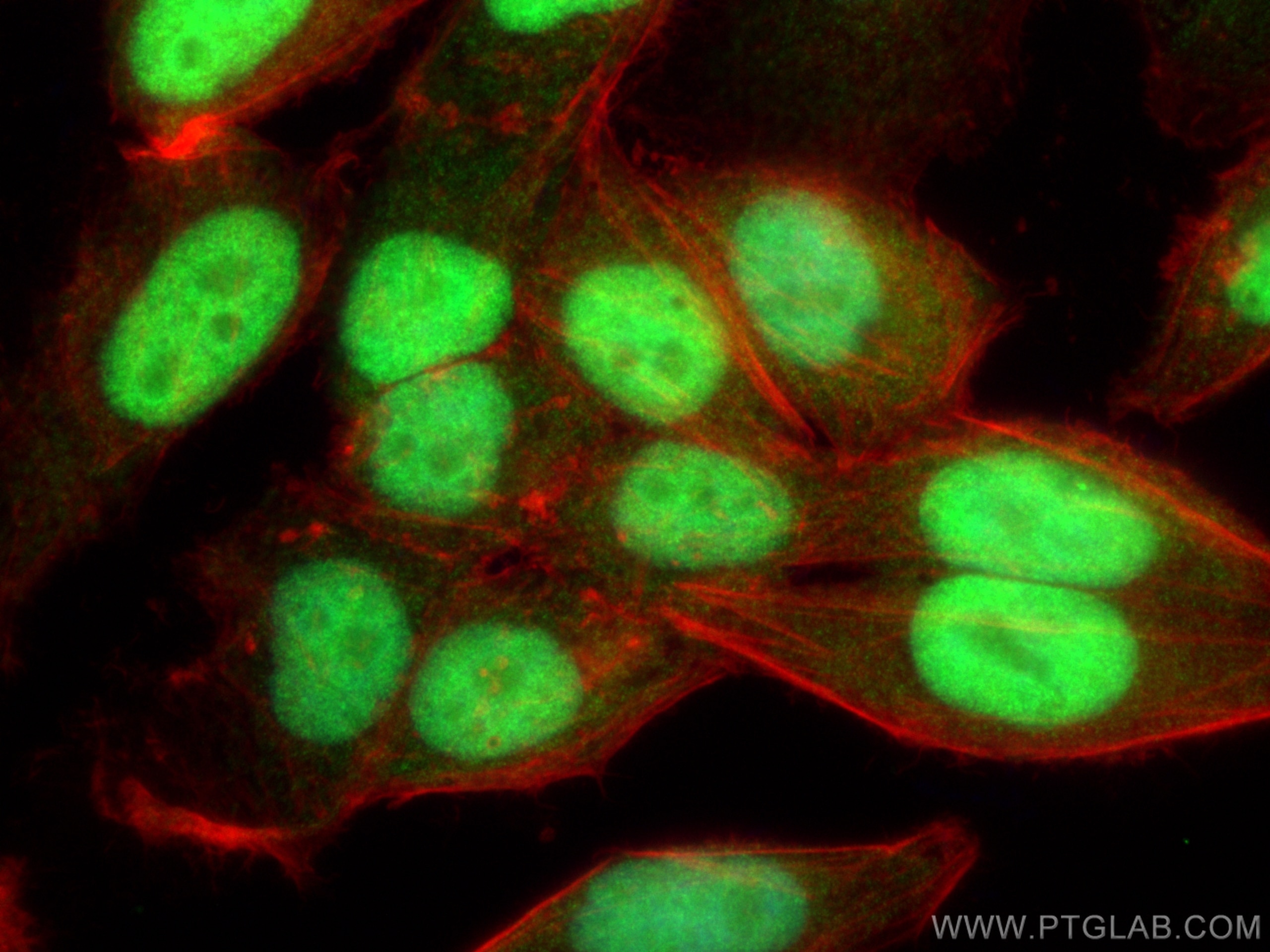 Immunofluorescence (IF) / fluorescent staining of HepG2 cells using HELLS Polyclonal antibody (11955-1-AP)