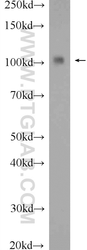 Western Blot (WB) analysis of mouse testis tissue using HELLS Polyclonal antibody (11955-1-AP)