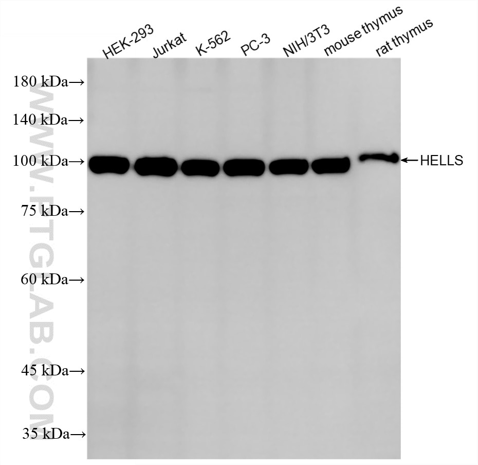Western Blot (WB) analysis of various lysates using HELLS Recombinant monoclonal antibody (87169-1-RR)