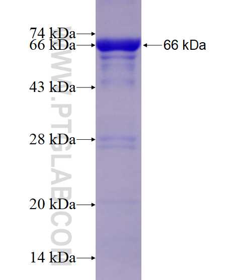 HELLS fusion protein Ag2558 SDS-PAGE