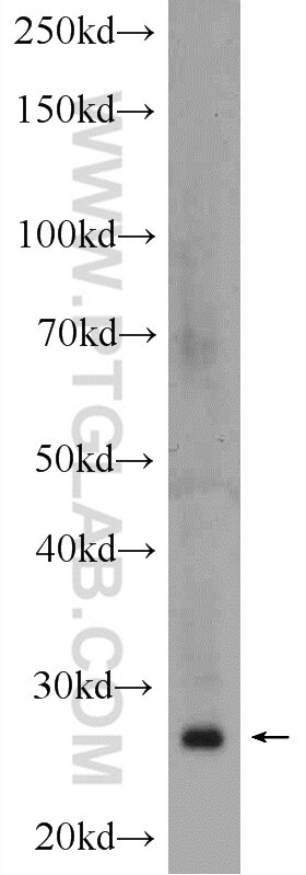 Western Blot (WB) analysis of mouse heart tissue using HELT Polyclonal antibody (24730-1-AP)